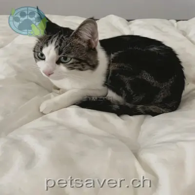 chat lost 276 Schwandenholzstrasse 8046 Zurich Coco