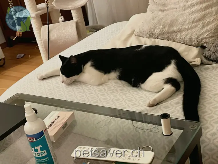 chat lost 134 Ackersteinstrasse 8039 Zurich Coco