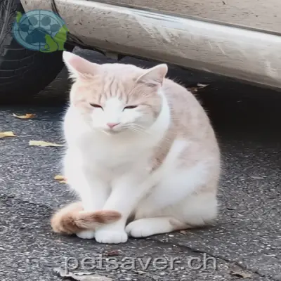 chat lost 15 Uetlibergstrasse 8045 Zurich Diyo