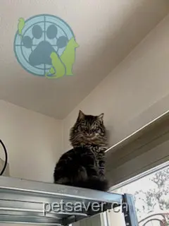 chat lost 65 Nidelbadstrasse 8038 Zurich Filou