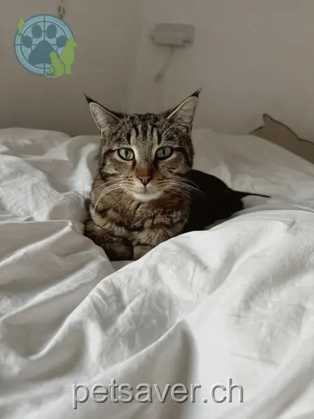 chat lost 2 Häderlihof 8057 Zurich Momo