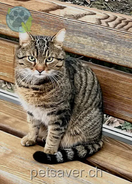 chat lost 262 Fellenbergstrasse 8047 Zurich Schnurrli