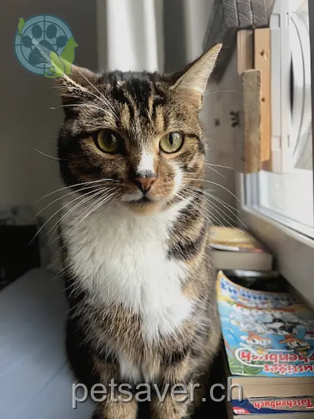 chat lost 225 Tobelhofstrasse 8044 Zurich Tigi