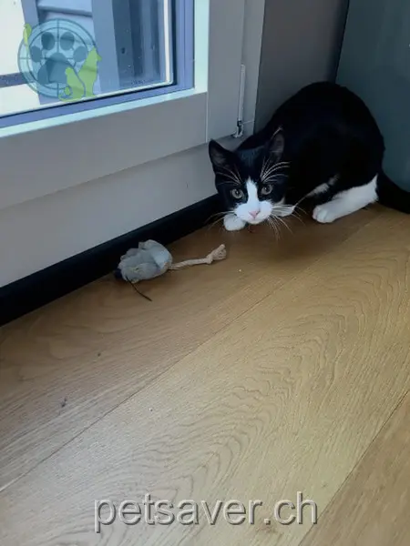 chat lost 137 Friesenbergstrasse 8055 Zurich Totoro