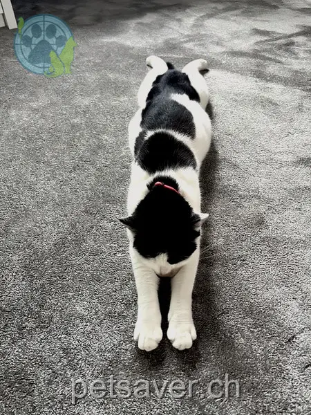 chatte lost 3 Heuweg 5034 Suhr Buffy