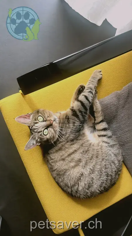 chatte lost 55 Neue Aarauerstrasse 5034 Suhr Büsu