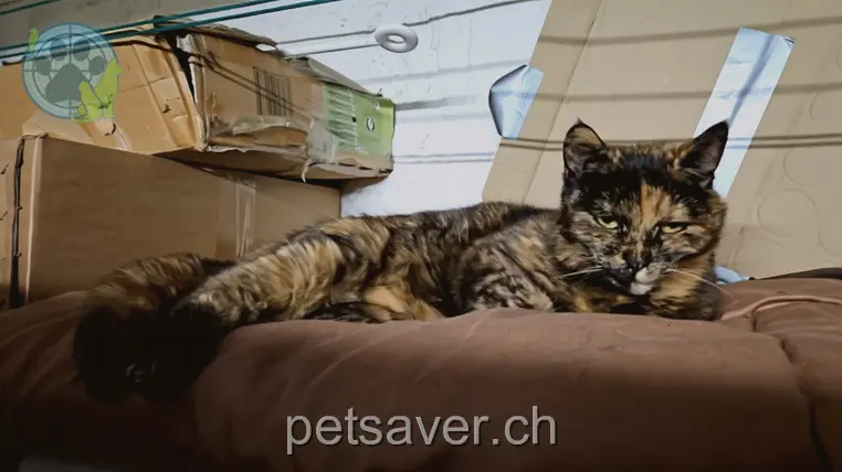 chatte lost 9 Obere Torfeldstrasse 5033 Buchs (AG) Ginger