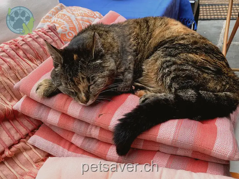 chatte lost 23 Lindenweg 5034 Suhr Lillo