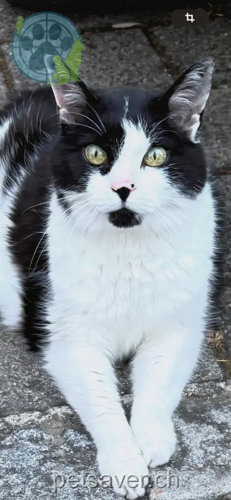 chatte lost 121 Neue Aarauerstrasse 5034 Suhr Lissi