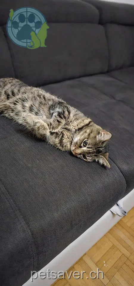 chatte lost 6 Sonneckweg 5034 Suhr Mimi