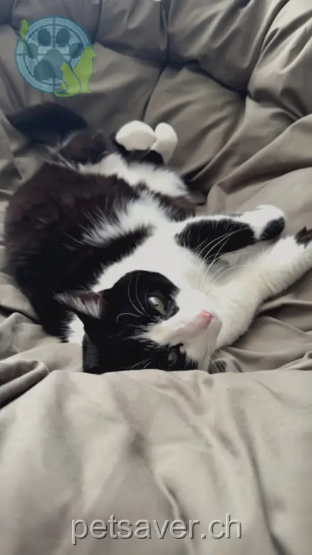 chatte lost 3 Birkenweg 5035 Unterentfelden Oreo