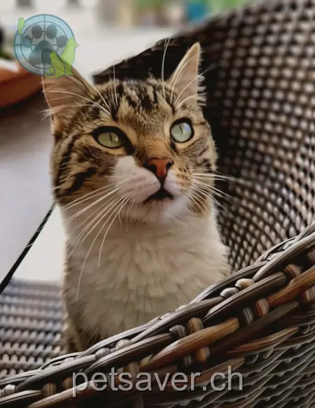 chatte lost 1 Segelhalde 5405 Dättwil 24.01.2026