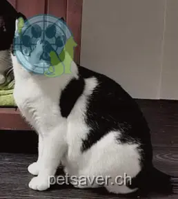 chatte lost 25 Schulstrasse 8962 Bergdietikon Safira