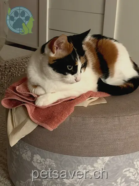 chatte lost 10 Pilatusstrasse 5607 Hägglingen Lisa