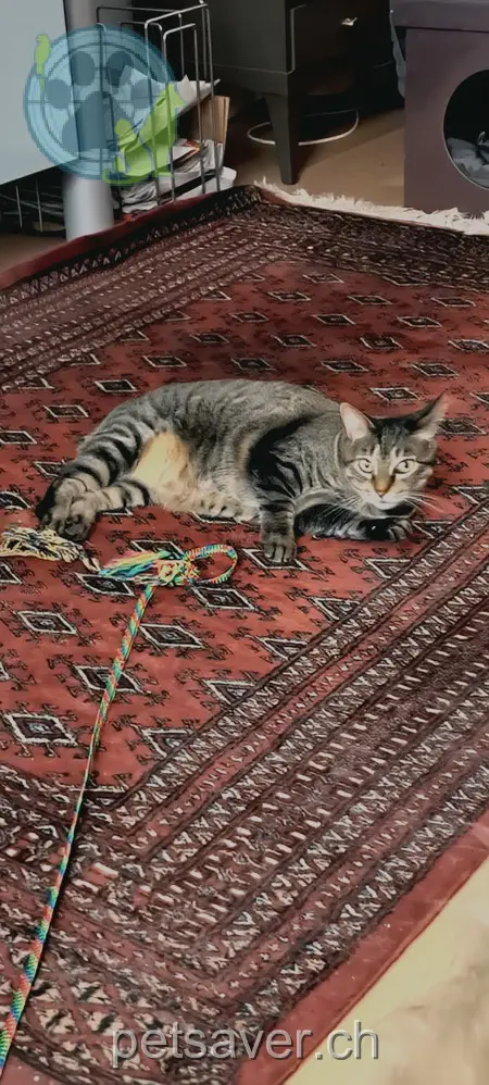 chatte lost 28 Bahnhofstrasse 8965 Berikon Meiteli