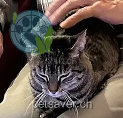 chatte lost 25 Kelleräckerstrasse 8967 Widen Mäiteli