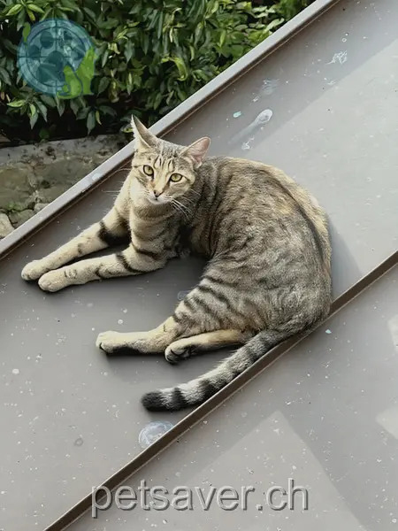 chatte lost 5 Im Löh 5243 Mülligen Ahsoka