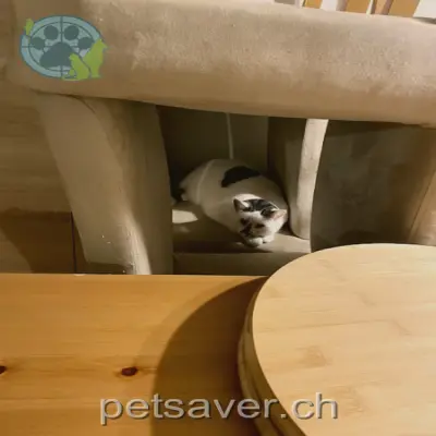 chatte lost 9 Schulstrasse 5234 Stilli Cora