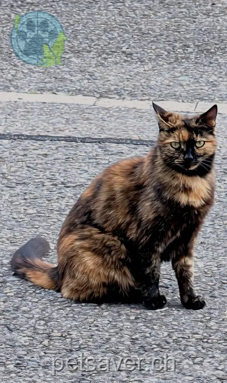 chatte lost 9c Ziegelhofstrasse 5242 Scherz Sina