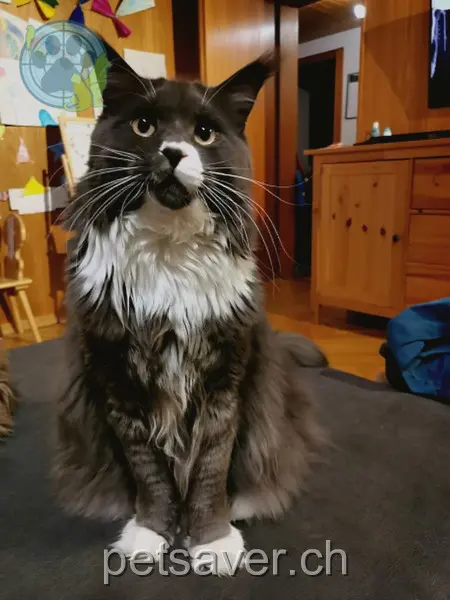 chatte lost 501 Geissenkragen 5728 Gontenschwil Grischa