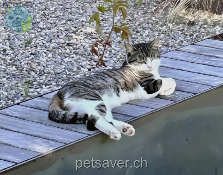 chatte lost 6 Hauptstrasse 5732 Zetzwil Gypsi