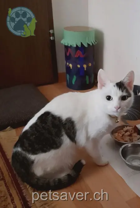 chatte lost  Oberstegstrasse 5727 Oberkulm Jasmin