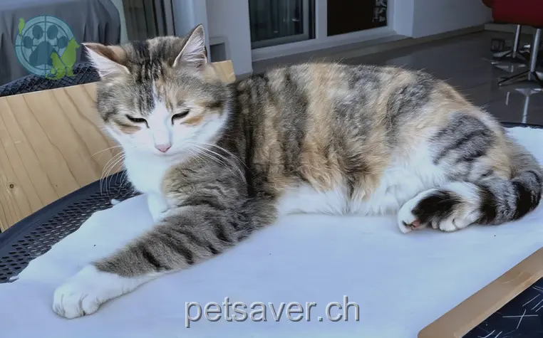 chatte lost 12 Kleefeldstrasse 5734 Reinach Kiki