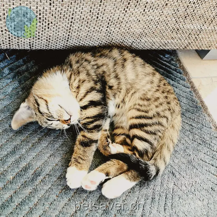 chatte lost 30 Juraweg 5040 Schöftland Luna