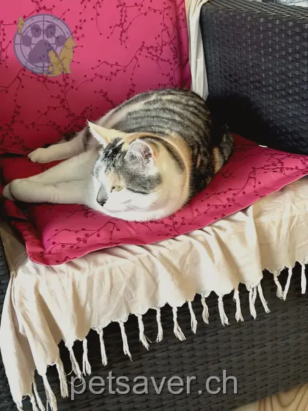 chatte lost 28a Winkelstrasse 5734 Reinach Shiva