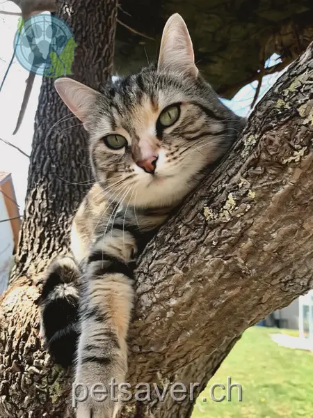 chatte lost 3 Oberdorf 5076 Bözen Bella