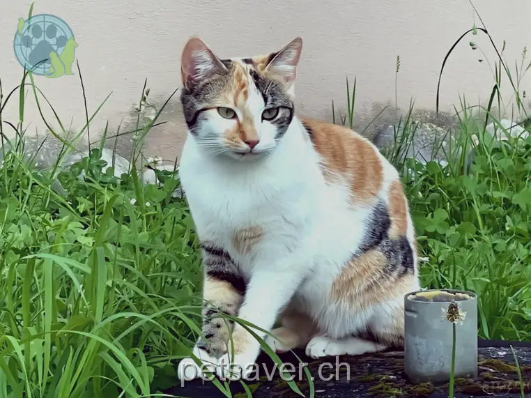 chatte lost 230 Vorstadt 5072 Oeschgen Carlina