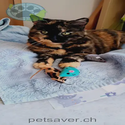 chatte lost 26 Weidstrasse 5082 Kaisten Fortuna