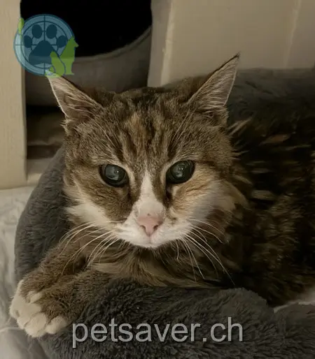 chatte lost 6 Stieracker 5070 Frick Lilly