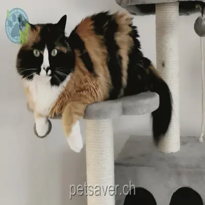 chatte lost 16 Ziegelackerweg 5600 Lenzbourg Daisy