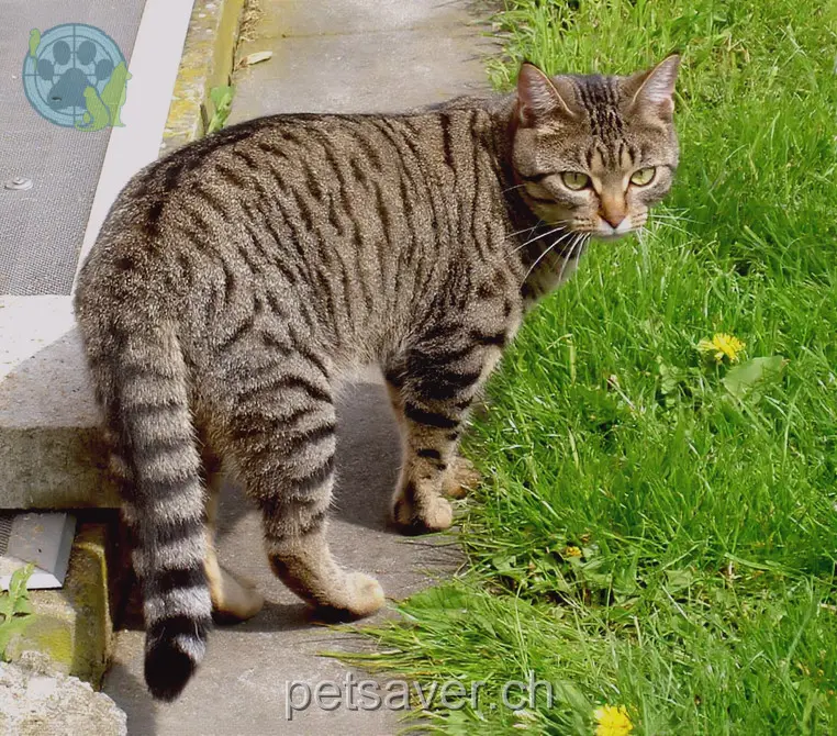 chatte lost 2 Rebrainstrasse 5600 Ammerswil Fayola