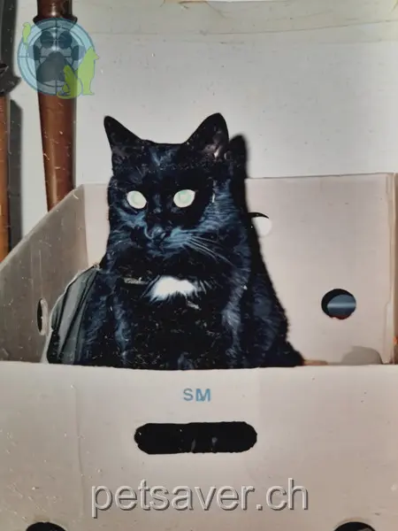 chatte lost 1 Chabeliweg 5616 Meisterschwanden Minou