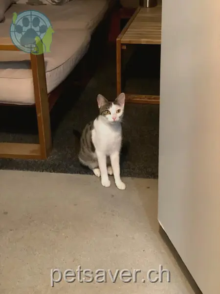 chatte lost 14 Seetalstrasse 5102 Rupperswil Nadira