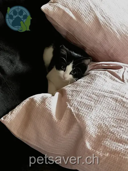 chatte lost 1  5647 Oberrüti Jelly