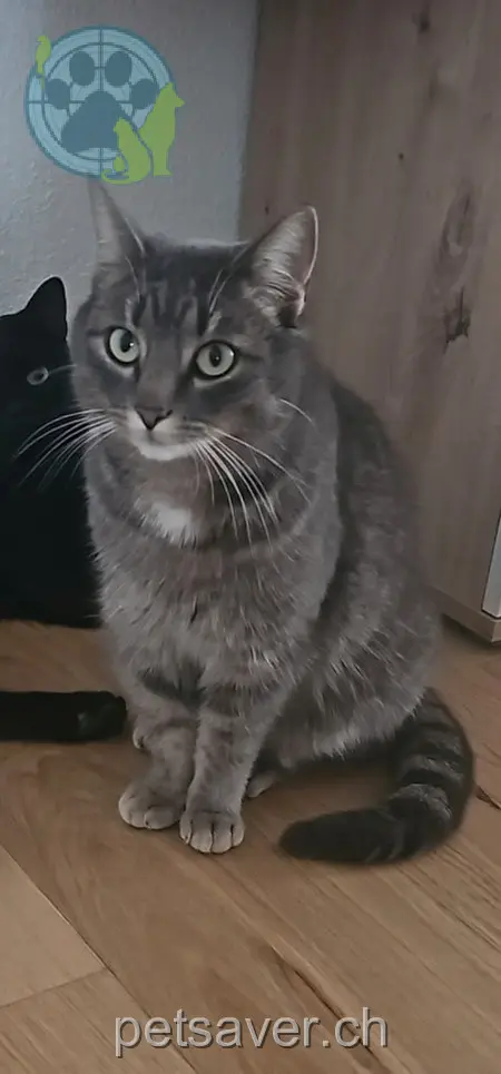 chatte lost 13 Bergstrasse 5644 Auw Luna