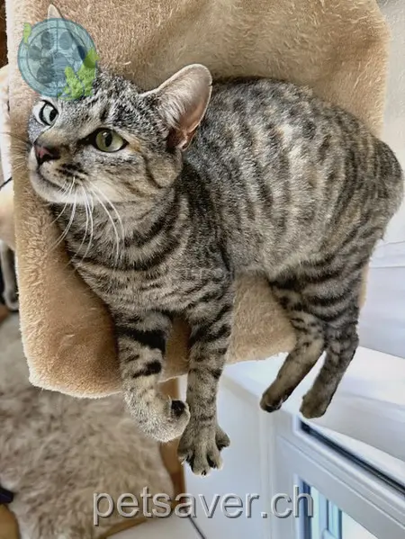 chatte lost 30 Bergstrasse 5644 Auw Muus