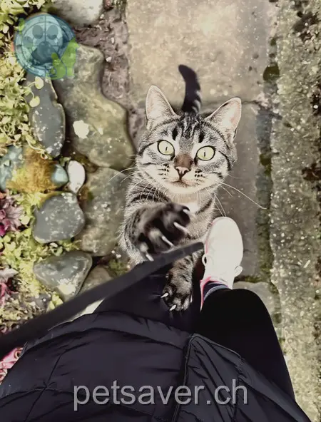 chatte lost 4  5645 Sins Strümi