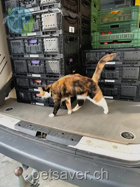 chatte lost 254  4314 Zeiningen Mia