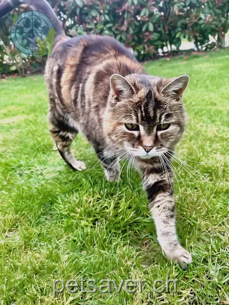 chatte lost 5 Trotte 4316 Hellikon Müsli