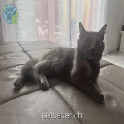 chatte lost 247  4314 Zeiningen Nala