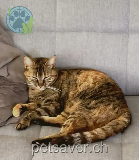 chatte lost 11 Gartenweg 4312 Magden Pici