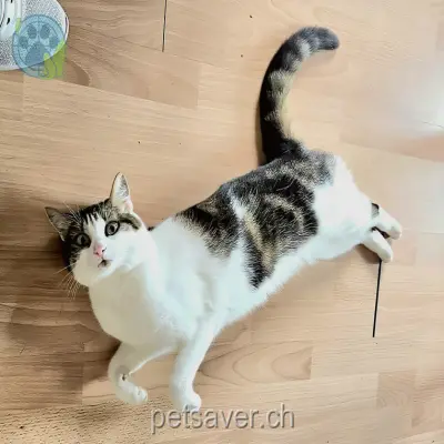 chatte lost 22 Holzstrasse 5745 Safenwil Lucy