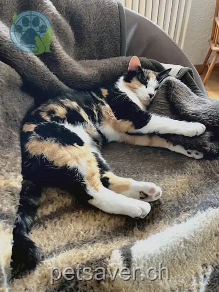 chatte lost 1 Sonnhalde 4665 Oftringen Lucy