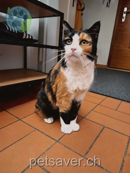 chatte lost 30 Buchmattweg 4800 Zofingen Mrs.