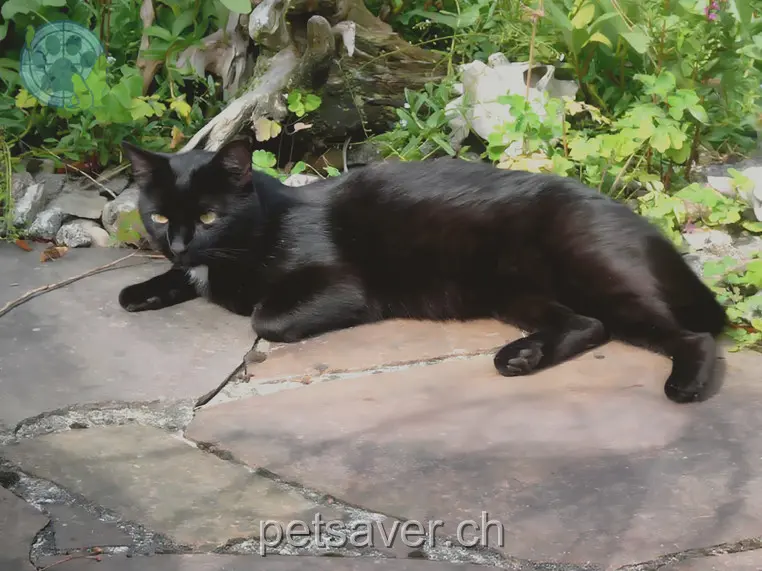 chatte lost 5 Weissensteinstrasse 4853 Riken Mörli