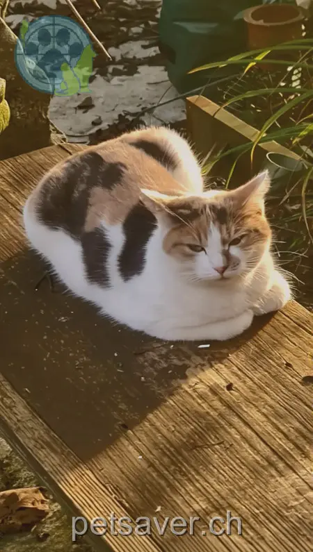 chatte lost 7 Badiweg 4665 Oftringen Nala